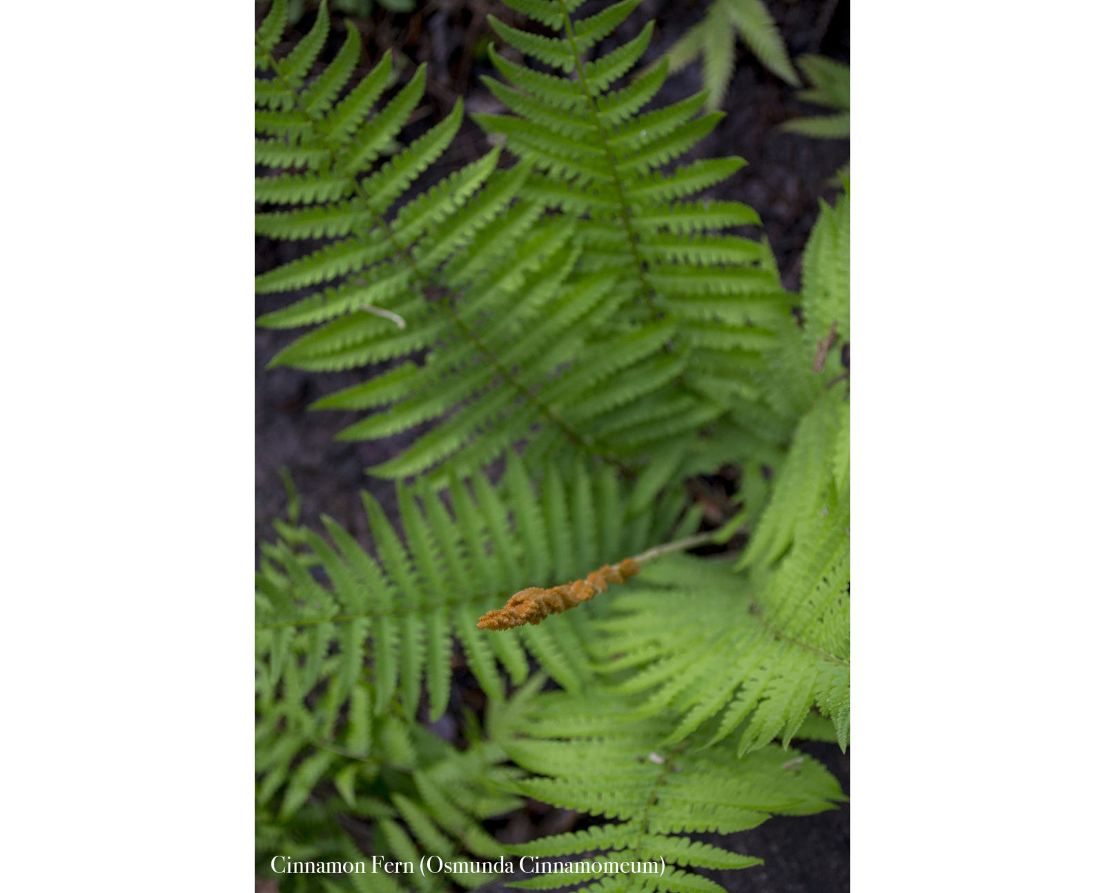 Watson Rare Native Plant Preserve